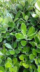 Pittosporaceae