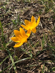 Crocus flavus