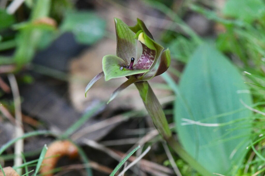 Common Bird Orchid From St Andrews Vic 3761 Australia On September 10 2023 At 1100 Am By Deb 