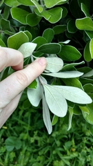 Pittosporaceae