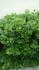 Pittosporaceae