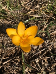 Crocus flavus