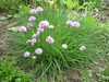 Chives - Photo (c) Pohled 111, some rights reserved (CC BY-SA)