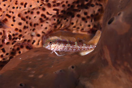 Zadelslijmvis (Malacoctenus triangulatus) — Labrisomidae — 5