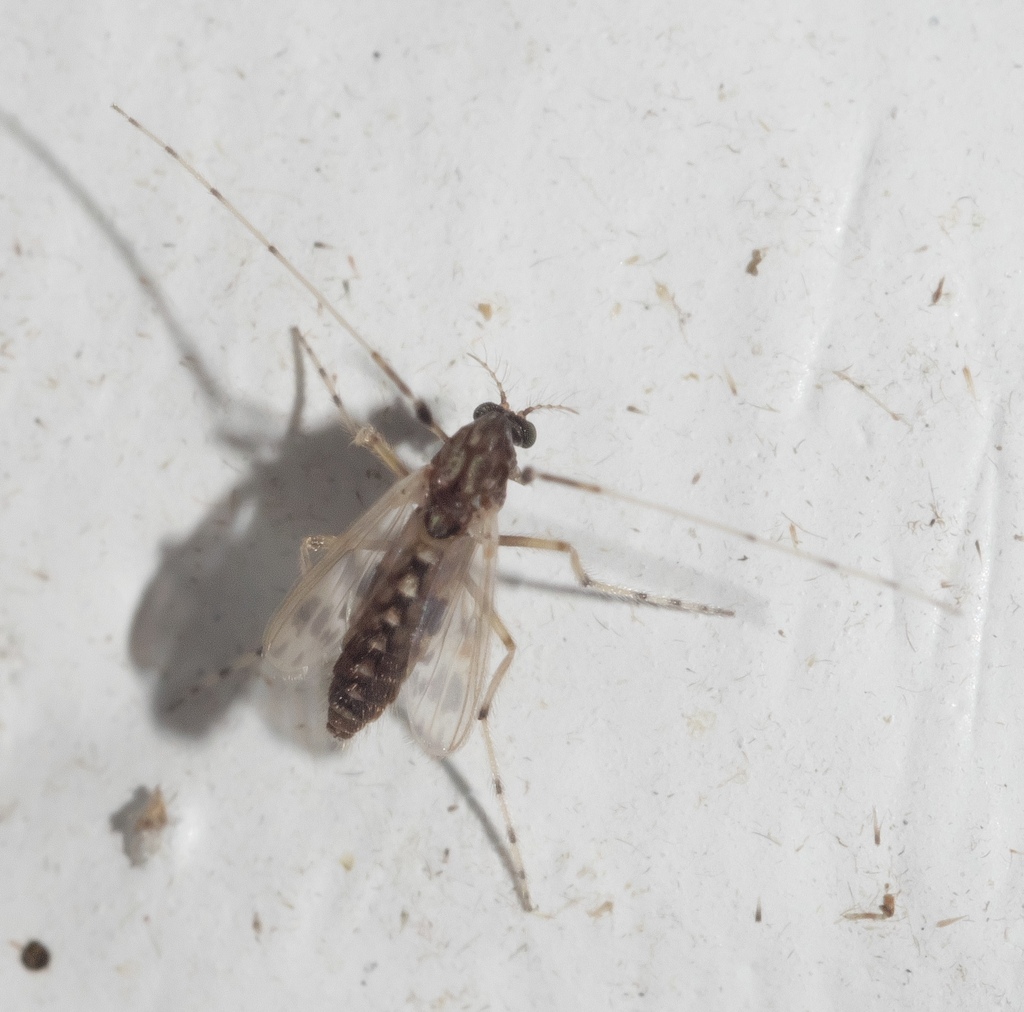 Zavreliella marmorata