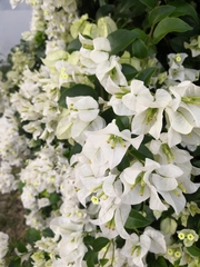 Bougainvillea