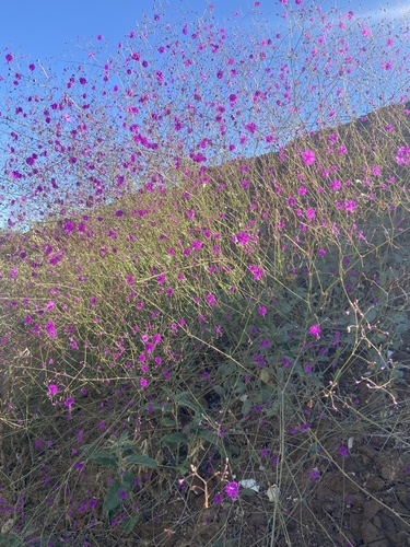 Boerhavia anisophylla