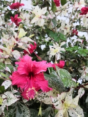 Hibiscus
