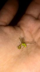 Zeugomantispa minuta