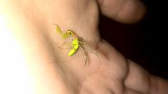 Zeugomantispa minuta