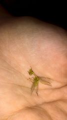 Zeugomantispa minuta