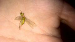 Zeugomantispa minuta