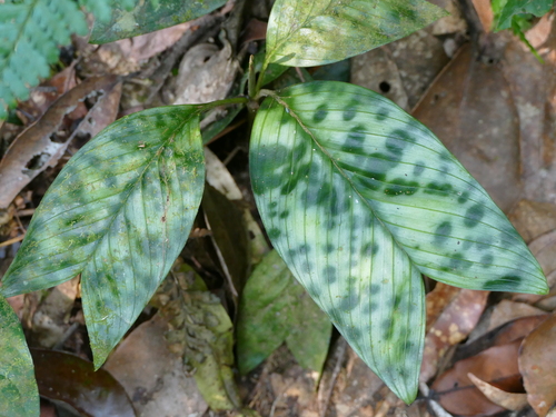 Pinanga aristata · iNaturalist Mexico