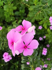 Catharanthus roseus