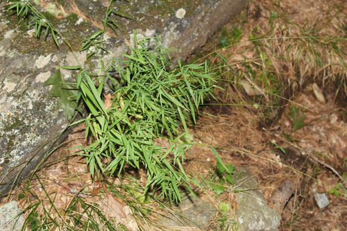 Image of Forked Witchgrass (Dichanthelium dichotomum) by (c) Alex Karasoulos, some rights reserved (CC BY)