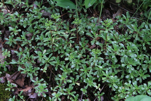 Phedimus hybridus