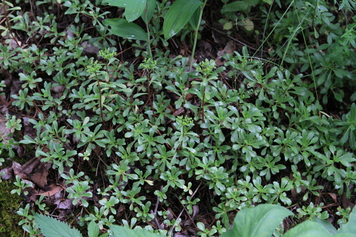 Phedimus hybridus