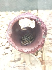 Eublepharis macularius