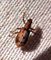 Pachyrhinus californicus