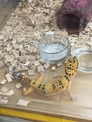 Coleonyx