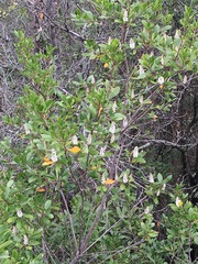Cliftonia monophylla