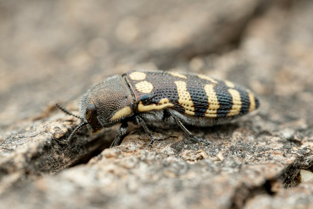Acmaeodera alicia