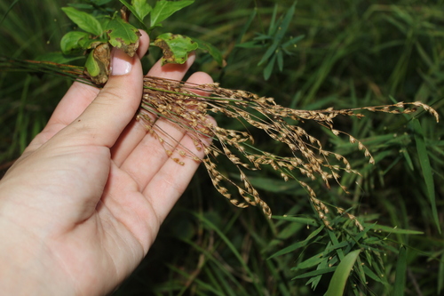 Image of Juncus secundus by (c) Alex Karasoulos, some rights reserved (CC BY)
