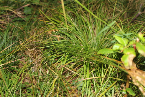 Image of Juncus secundus by (c) Alex Karasoulos, some rights reserved (CC BY)