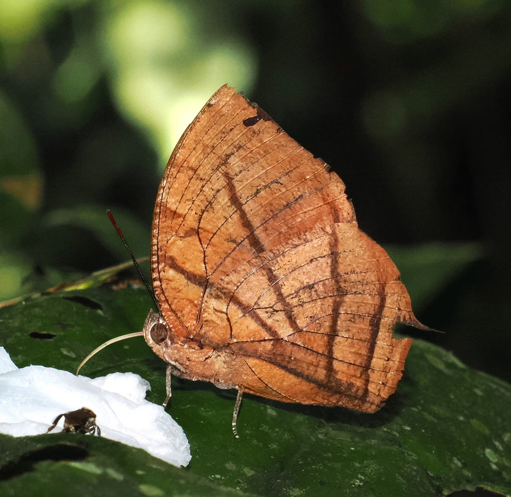 Anaea philumena