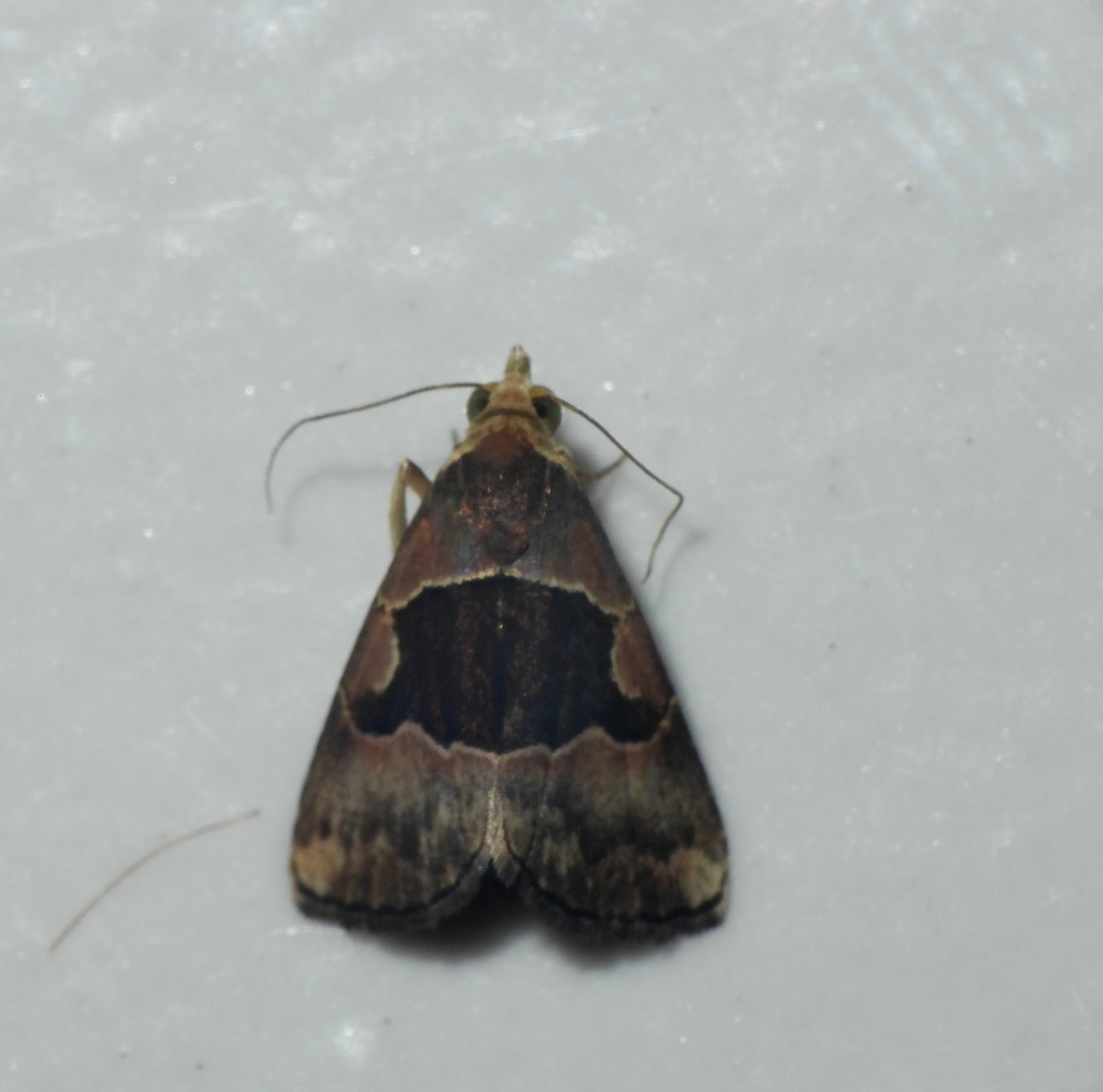 Abacena accincta