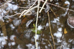 Nerodia fasciata image