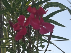 Neriinae