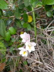 Freesia leichtlinii