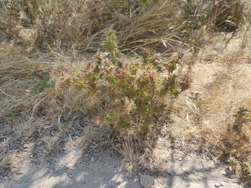 Image of Navarretia atractyloides by (c) Alexander Wentworth, some rights reserved (CC BY)
