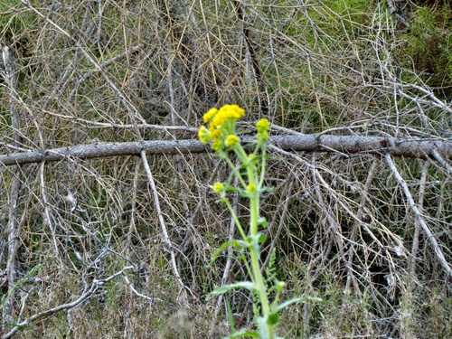 Marsh Fleawort