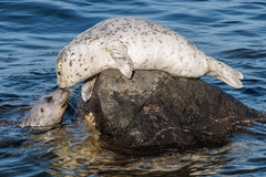 Harbor Seal photo 5