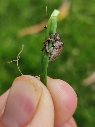 Eucalyptus snout beetle photo 4