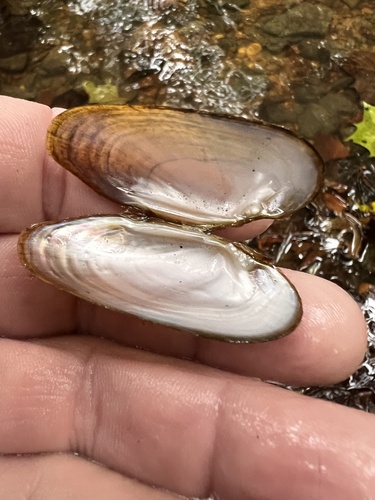 Cumberland Moccasinshell
