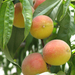 Prunus persica - Photo (c) Yair Haklai, μερικά δικαιώματα διατηρούνται (CC BY-SA)