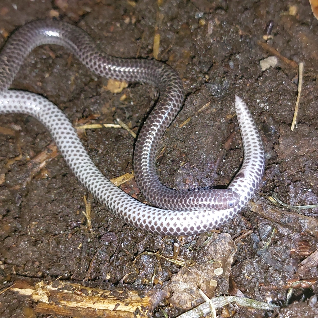 Pastuso Threadsnake
