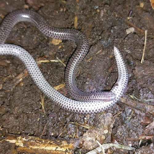 Trilepida pastusa