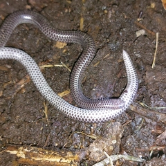 Pastuso Threadsnake photo 1