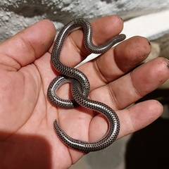 Pastuso Threadsnake photo 2