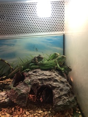 Iguana