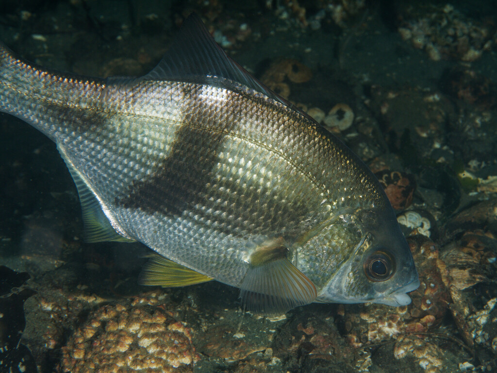 Pile Perch (China Cove Organisms) · iNaturalist