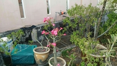 Adenium obesum