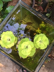 Pistia