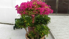 Bougainvillea
