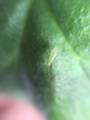 Engytatus modestus