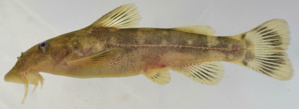 Phongolo catlet (Chiloglanis emarginatus) — Mochokidae
